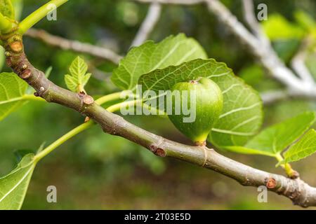 Ficus carica - Gemeinsame Feige, grüner Baum, Natur Hintergrund Stockfoto