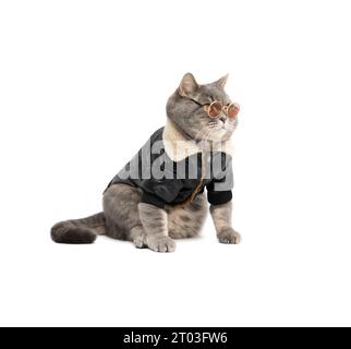 Schottische Katze in einer Lederjacke und Sonnenbrille isoliert auf weißem Hintergrund. Lustige fette Katze in Kleidung. Mode für Haustiere. Stockfoto