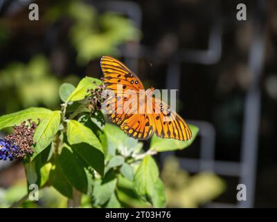 Golf Fritillary Schmetterling, Agraulis Vanillae (Linnaeus), ein orangener Schmetterling mit schwarzen Markierungen. Stockfoto