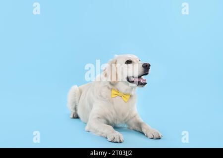 Niedlicher Labrador Retriever mit modischer Fliege auf hellblauem Hintergrund Stockfoto