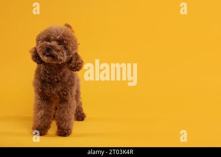 Süßer Maltipoo-Hund auf orangefarbenem Hintergrund, Platz für Text. Hübsches Haustier Stockfoto