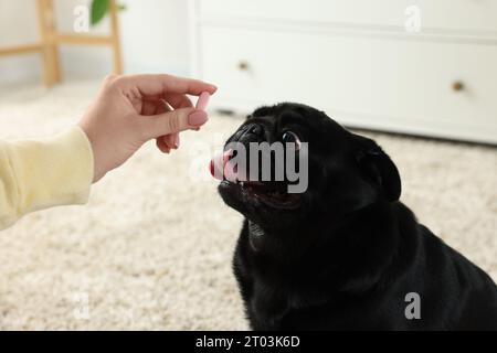 Frau, die dem süßen Mops-Hund Pille im Zimmer gibt, Nahaufnahme Stockfoto