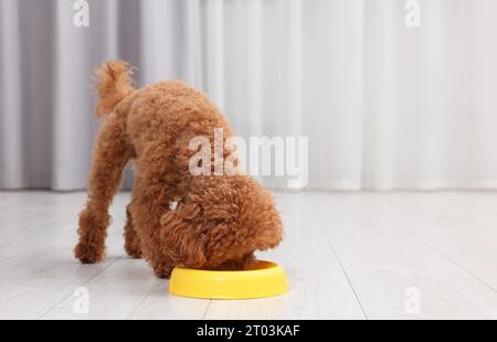 Niedlicher Maltipoo-Hund, der aus einer Plastikschale drinnen gefüttert wird, Platz für Text. Schönes Haustier Stockfoto