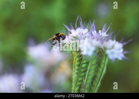 Hummel auf wunderschöner blühender Blume auf der Wiese im Sommer, Nahaufnahme Stockfoto