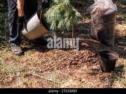 Gärtner, der neu gepflanzte Kiefern aus dem Eimer bewässert Stockfoto