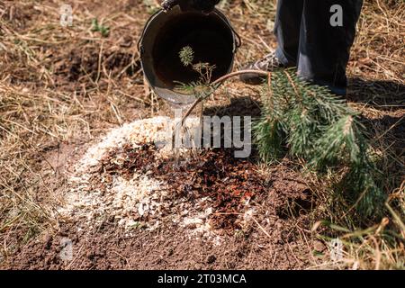 Gärtner, der neu gepflanzte Kiefern aus dem Eimer bewässert Stockfoto