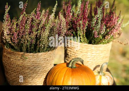 Schöne Heidekraut Blumen in Töpfen und Kürbisse draußen Stockfoto