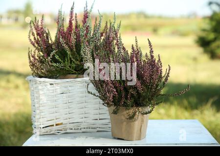 Schöne Heidekraut Blumen auf weißem Tisch draußen Stockfoto