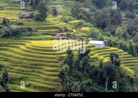 Terrassenfelder in Mu Cang Chai, Provinz Yen Bai, Vietnam Stockfoto