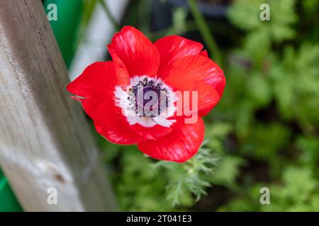 „Sylphide“ Mohnanemone, Bukettanemon (Anemone coronaria) Stockfoto