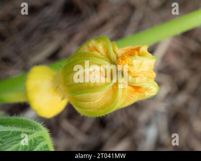 Essbare gelbe Kürbisblüte mit grünen Adern, Blütenblätter, die wie eine kleine Faust zusammengerissen wurden, wachsen auf der Weinrebe im Gemüsegarten in Australien Stockfoto