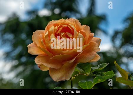 Rosa Lady of Shalott in Picton Castle Gardens, nahe Haverfordwest Stockfoto