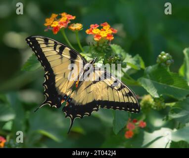 Östlicher Tiger-Schwalbenschwanzschmetterling (Papilio glaucus), der sich von Lantana-Blüten ernährt, schöne gelbe Flügel weit geöffnet. Stockfoto