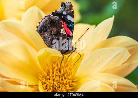 Indischer roter Admiral-Schmetterling sammelt Nektar auf einer gelben Blumennaht. Vanessa vulcania Stockfoto