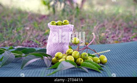 Indische Fliedersamen, Früchte und Blätter. Azadirachta indica, allgemein bekannt als Neem, Nimtree oder indische Flieder, ist ein Baum in der Familie der Mahagoni Meliaceae. Stockfoto