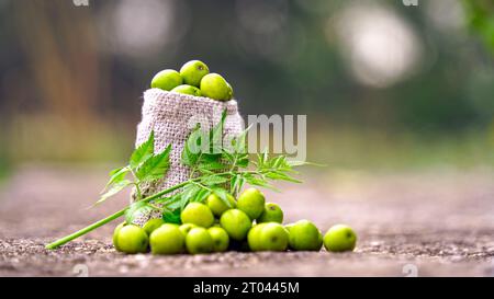 Indische Fliedersamen, Früchte und Blätter. Azadirachta indica, allgemein bekannt als Neem, Nimtree oder indische Flieder, ist ein Baum in der Familie der Mahagoni Meliaceae. Stockfoto