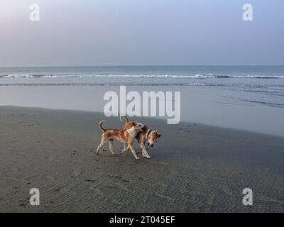 Hunde spielen am Strand Stockfoto