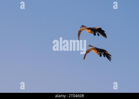 Zwei Kanadengänse (Branta canadensis), Landeanflug im letzten Sonnenlicht gegen einen blauen Himmel, Naturreservat Pietzmoor, Lüneburger Heide, Lower Stockfoto