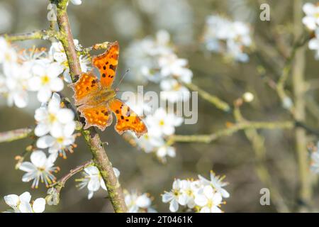 Komma (Polygonia c-Album) (Syn.: Nymphalis c-Album) sitzend mit offenen Flügeln in einem blühenden Schwarzdorn (Prunus spinosa) oder gemeiner Scholle, saure Pflaume Stockfoto