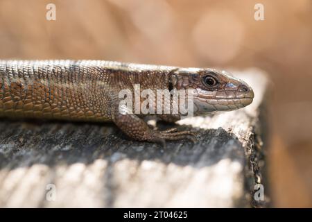 Vivipara (Zootoca vivipara) oder Bergeidechse (Syn. Lacerta vivipara), die sich auf einer Promenade sonnt, Nahaufnahme, Hintergrundbeleuchtung Stockfoto