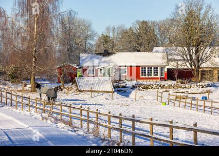 Pferde in einem Fahrerlager bei einem roten Haus auf dem Land an einem kalten, schneebedeckten Wintertag, Schweden Stockfoto