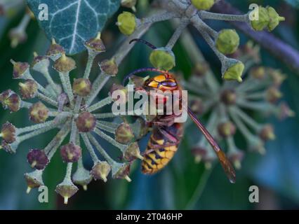 Europäische Hornissen (Vespa crabro) auf Efeu (hedera helix) Stockfoto