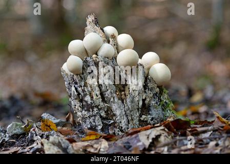 Birnentaucher (Apioperdon pyriforme), Fruchtkörper auf einem faulen Baumstumpf, Naturpark Arnsberger Wald, Nordrhein-Westfalen, Deutschland Stockfoto