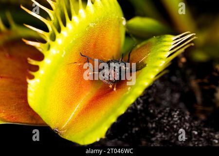 Eine Stubenfliege steckt in einer fleischfressenden Pflanze, die Venusfliegenfalle (Dionaea muscipula) schließt sich kurz vor der Falle Stockfoto