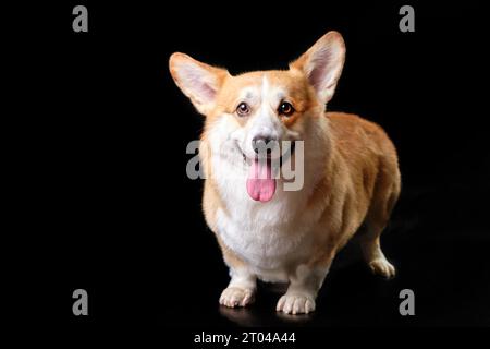 Porträt eines lustigen Corgi-Hundes auf schwarzem Hintergrund Stockfoto