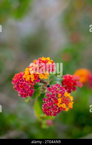 Latana Camara Blüten auch als spanische Flagge oder indische Latana Blüten in griechenland bekannt. Stockfoto