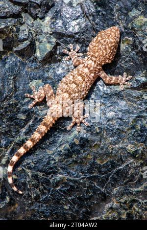 maurisches Wandgheko oder gewöhnlicher Gecko-Lizzard auf Granithintergrund in griechenland. Stockfoto
