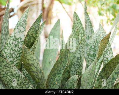 Nahaufnahme von Dracaena trifasciata Stockfoto