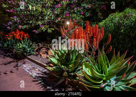 Blühende saftige Aloe Ferox Pflanze in Perth, Western Australia Stockfoto