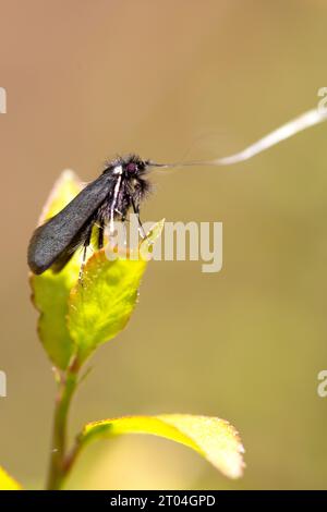 Vertikale Makrofotografie des adela-reaumurella-Schmetterlings bei Tageslicht, fantastisches Insekt in silbrigen Farben. Stockfoto