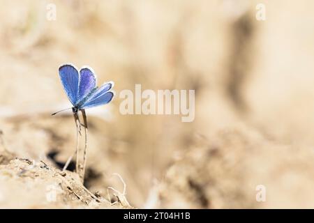 Vertikales Foto eines blauen Schmetterlings im Kontrast zum hellbraunen Hintergrund. Kopierbereich. Stockfoto