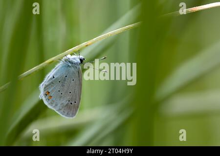 Horizontales Foto von Natur und Fauna, Insekten. Blauer Schmetterling im Kontrast zu grünem Hintergrund, Platz für Kopie. Stockfoto