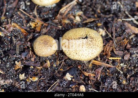 Leopard-Erdballpilz (Scleroderma areolatum), ein Basidiomycete-Pilz der Familie Sclerodermataceae in einem niederländischen Garten im Herbst. Niederlande, Stockfoto