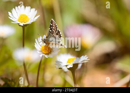 Horizontales Naturfoto. Sommerbild, Blumen im Sonnenlicht, auf denen ein Schmetterling thront. Stockfoto