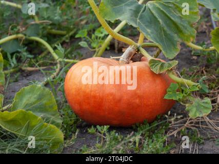 Großer orangener Kürbis, der im Garten wächst, im Herbst auf dem Feld Stockfoto