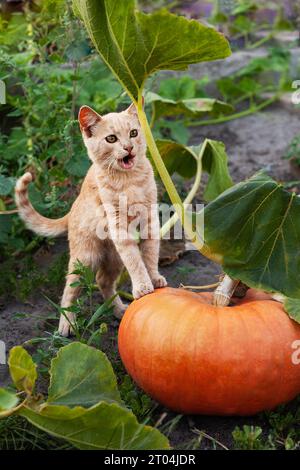 Ein kleines, lächelndes Kätzchen steht mit seinen Pfoten auf einem orangefarbenen Kürbis. Halloween. Tierpflege und Umwelt Stockfoto