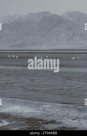 Schwarz-weiße Flamingos im See Evrona Observation Point in der Wüste nördlich von Eilat, Israel Stockfoto