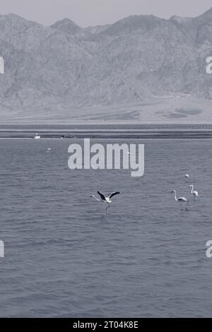 Schwarz-weiße Flamingos im See Evrona Observation Point in der Wüste nördlich von Eilat, Israel. Ein Flamingo hat seine Flügel offen Stockfoto