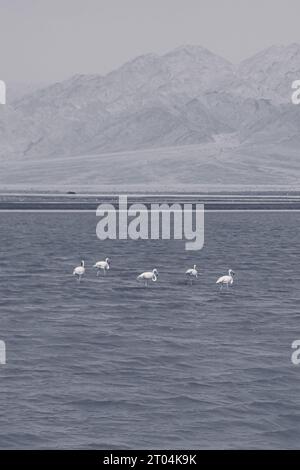 Schwarz-weiße Flamingos im See Evrona Observation Point in der Wüste nördlich von Eilat, Israel Stockfoto