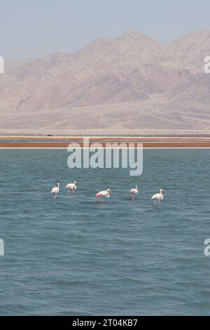 Schwarz-weiße Flamingos im See Evrona Observation Point in der Wüste nördlich von Eilat, Israel Stockfoto