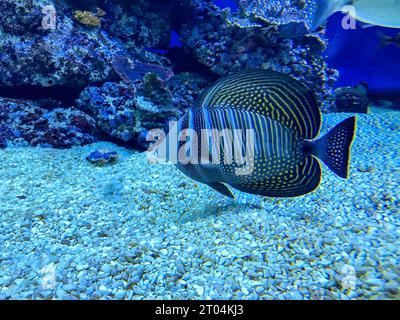 Zebrasoma veliferum Fisch, auch bekannt als Sailfin Tang Schwimmen im Aquarium von Eilat, Israels Unterwasser-Observatorium Park Stockfoto