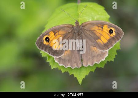 Wiesenbrauner Schmetterling, Maniola jurtina, sich auf einem Blatt zu sonnen Stockfoto