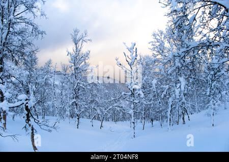 Winterwald mit vereisten Zweigen. Neujahr und Weihnachten Hintergrund Stockfoto