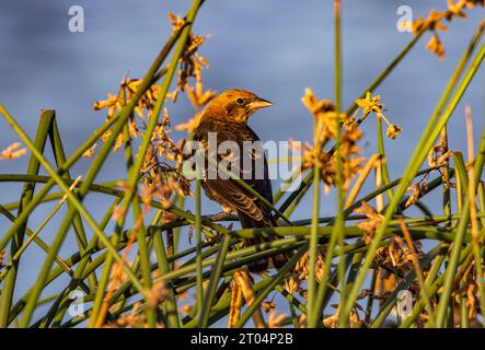 Ein männlicher juveniler Gelbkopfbarsch (Xanthocephalus xanthocephalus) hockt in einem Bestand von Hardstem Bulrush (Schoenoplectus acutus). Stockfoto