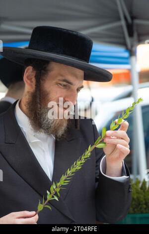 Ein orthodoxer jüdischer Mann bereitet sich auf Sukkos vor, um myrtenzweige zu untersuchen, die zusammen mit drei anderen Arten gesegnet werden. Auf der lee Avenue in Brooklyn New York Stockfoto