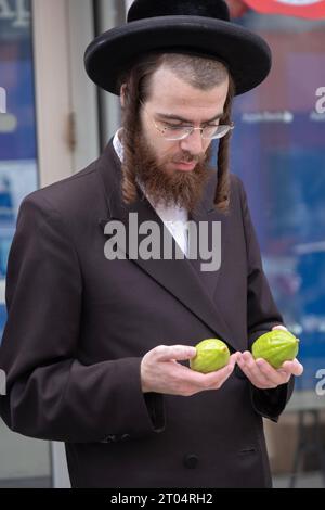 Ein orthodoxer jüdischer Mann untersucht und vergleicht Erogs, die verwendet werden, um Sukkos zu feiern. Auf der Lee Avenue in Williamsburg, Brooklyn, New York. Stockfoto